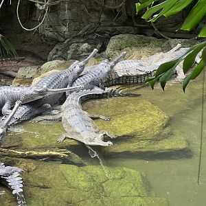 Gharials