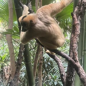 Gibbon