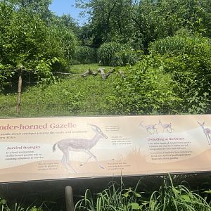 Slender-horned Gazelle Exhibit