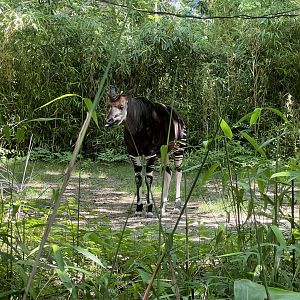 Okapi