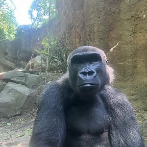Lowland Gorilla