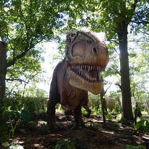 6/29/2024 - Giganotosaurus