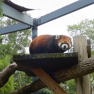 6/29/2024 - Red Panda