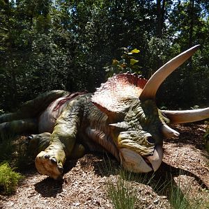 6/29/2024 - Triceratops