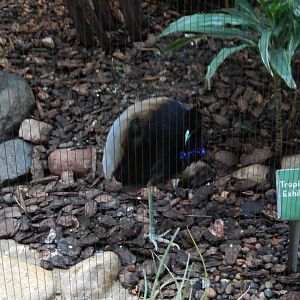 6/29/2024 - Grey-Winged Trumpeter