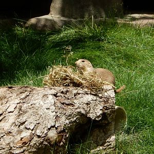 6/29/2024 - Prairie Dog