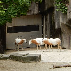 6/29/2024 - Scimitar-Horned Oryx