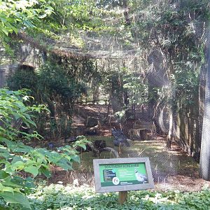 6/29/2024 - Crested Screamer Aviary