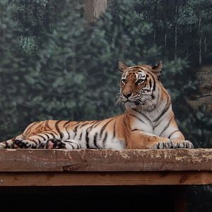 6/29/2024 - Amur Tiger