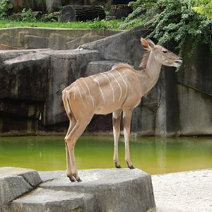 6/29/2024 - Greater Kudu