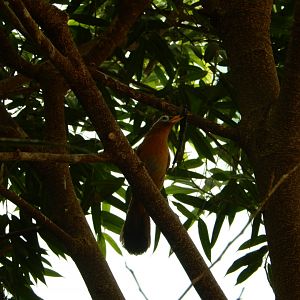 6/29/2024 - Chinese Hwamei