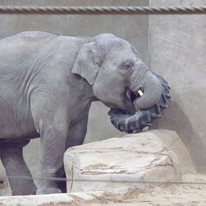 Asian Elephant Calf, Frankie, 2.5 yrs old