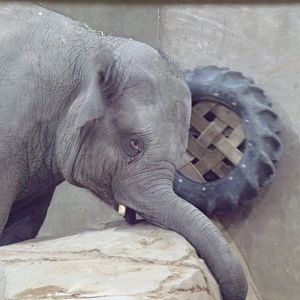 Asian Elephant calf, Frankie, 2.5 yrs old