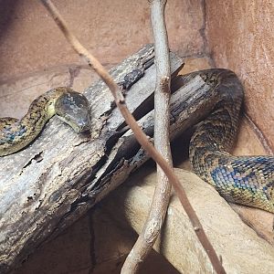 Utica Zoo - Chilabothrus subflavus