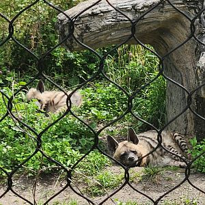 Utica Zoo - Striped Hyenas