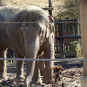 Asian Elephant, Sundara "Sunny"
