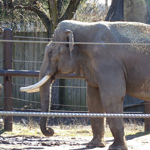 Asian Elephant, Sabu