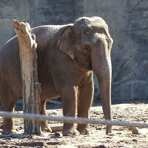 Asian Elephant, Rudy