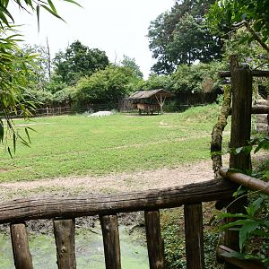 Przewalski's Horses paddock