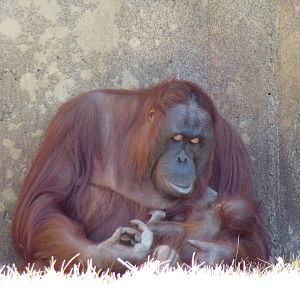 Bornean Orangutan, Khali and her infant Clementine