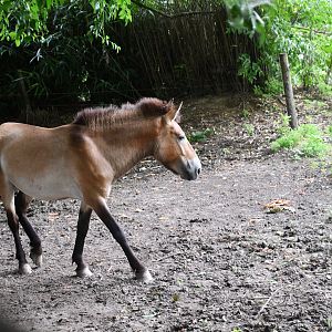 Przewalski's Horse