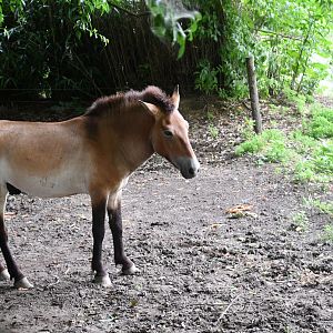 Przewalski's Horse
