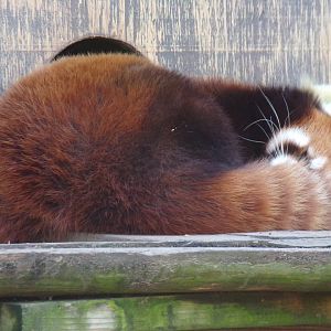 Red Panda