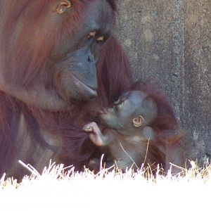 Bornean Orangutan, Khali, and her young infant Clementine