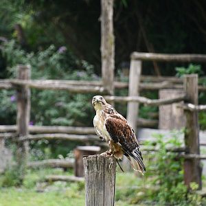 Rough-legged Buzzard (flight show)