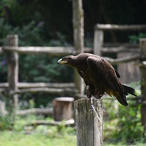 Steppe Eagle (flight show)