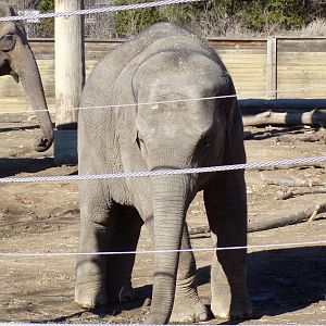 Asian Elephant calf, Frankie, over 2.5 yrs old