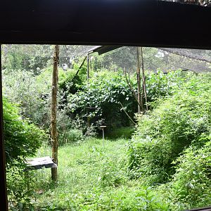 Squacco Herons aviary