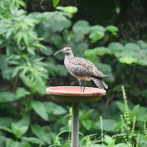 Whimbrel