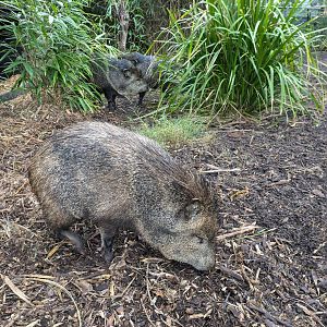Peccaries MZ, 4/7/24