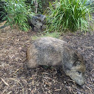 Peccaries MZ, 4/7/24