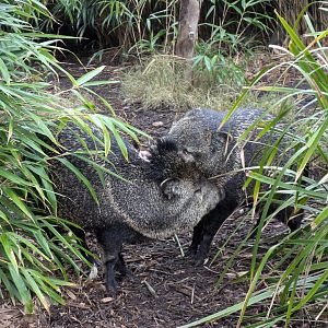 Peccaries MZ, 4/7/24