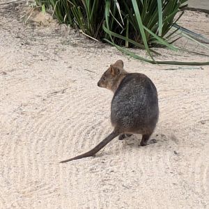 Quokka MZ, 4/7/25