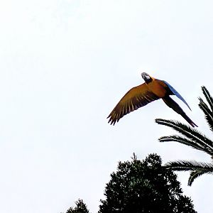 Macaw Free flight MZ, 4/7/24