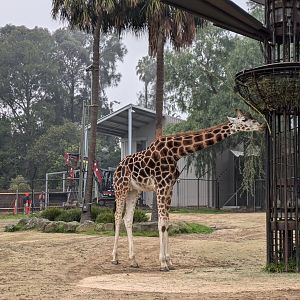 Giraffe, new giraffe house construction, 4/7/24