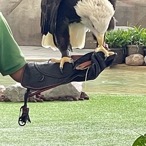 American Bald Eagle (Haliaeetus leucocephalus)