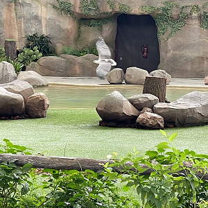 White-bellied Sea Eagle (Haliaeetus leucogaster)