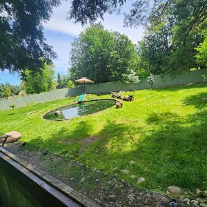 Fort Rickey Zoo - Otter exhibit