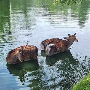 Fort Rickey Zoo - Sika Deer