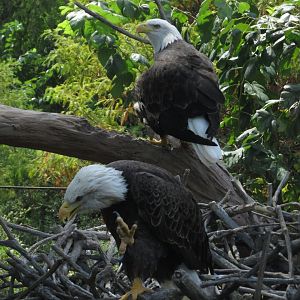 bald eagles