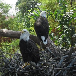 bald eagles