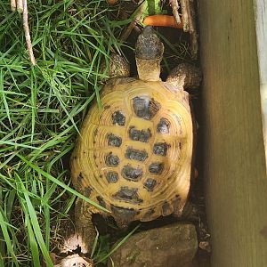 Fort Rickey Zoo - Testudo horsfieldi