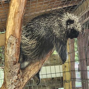 Fort Rickey Zoo - North American Porcupine