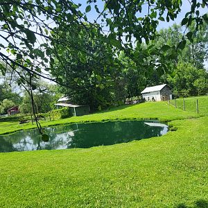 Fort Rickey Zoo - Capybara yard