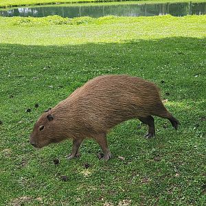 Fort Rickey Zoo - Capybara