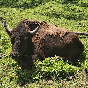 Fort Rickey Zoo - Bison